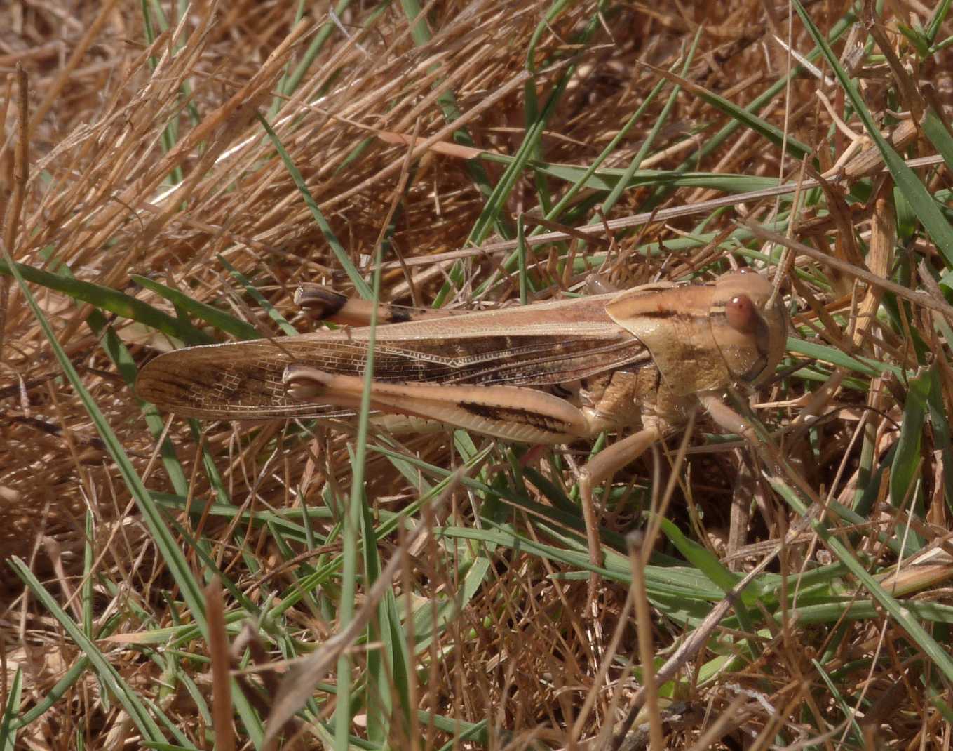 Locusta migratoria e Oedaleus decorus